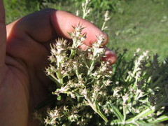 Pterocaulon balansae