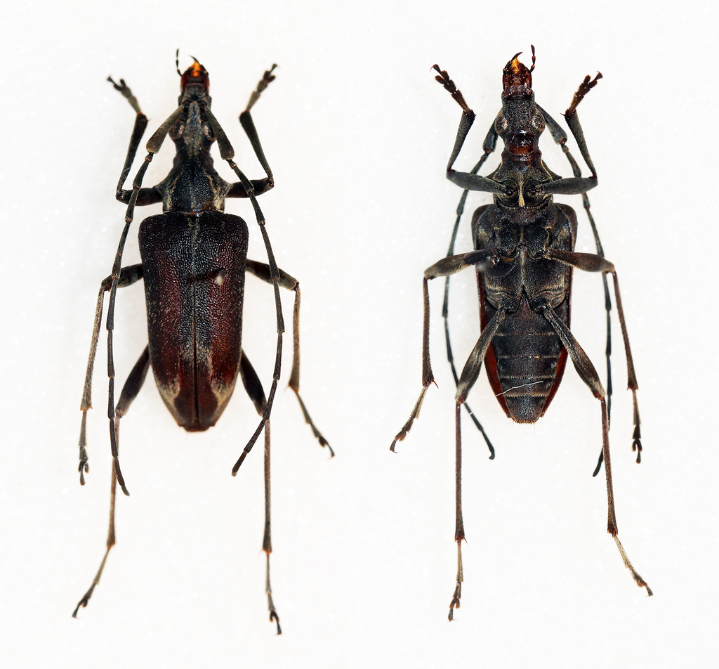 Capnolymma brunnea