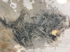 Amathia verticillata