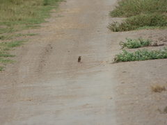Sporophila hypoxantha
