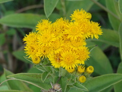 Pentanema germanicum