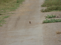 Sporophila hypoxantha