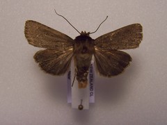 Bityla defigurata