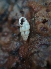 Carychium tridentatum