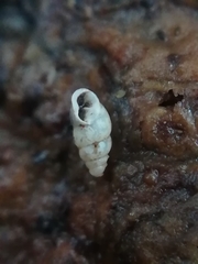 Carychium tridentatum