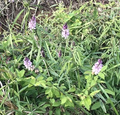 Orbexilum pedunculatum