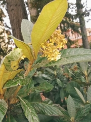 Eriobotrya japonica