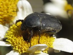 Protaetia opaca