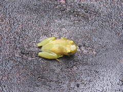 Phyllodytes luteolus