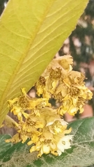 Eriobotrya japonica