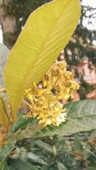 Eriobotrya japonica