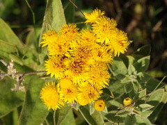 Pentanema germanicum