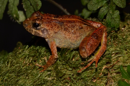 African Swamp Frog, Phrynobatrachus africanus