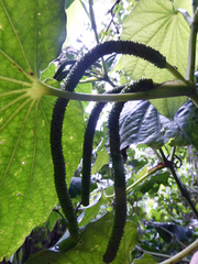 Piper latifolium