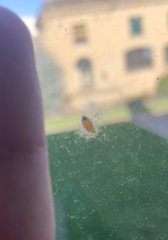 Dinocampus coccinellae