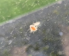 Dinocampus coccinellae