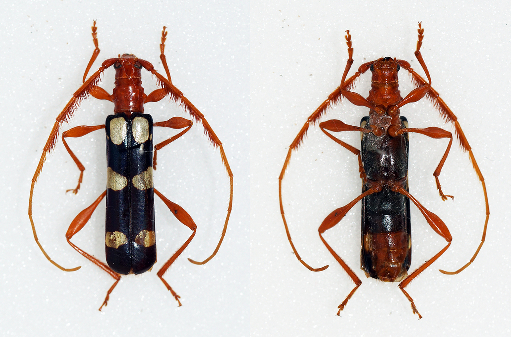 Achenoderus octomaculatus