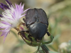 Protaetia oblonga