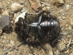Protaetia oblonga