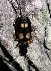 Carabidae