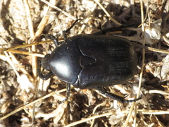 Protaetia opaca