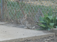 Sylvilagus floridanus