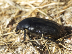 Protaetia opaca