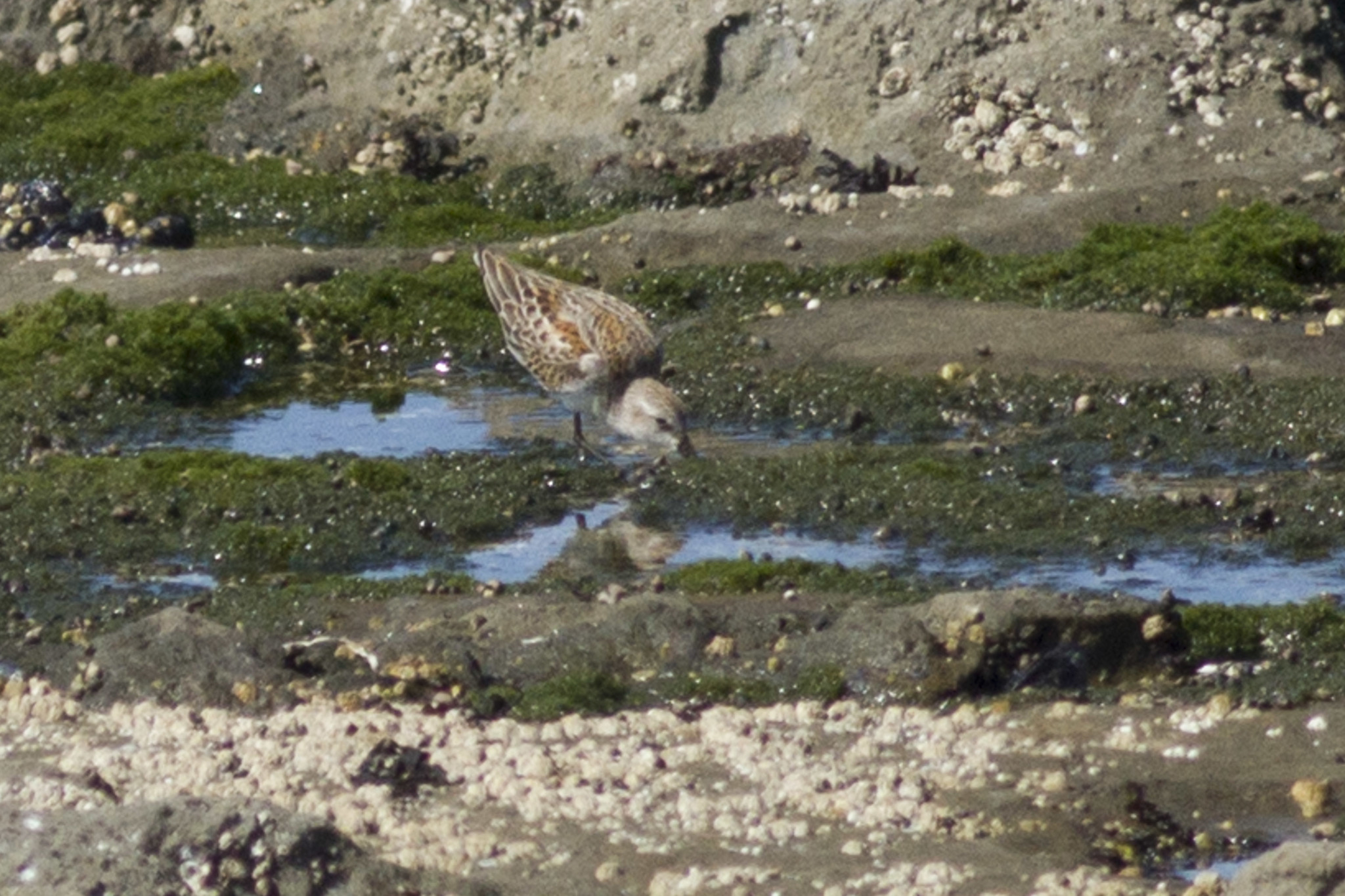 Western Sandpiper
