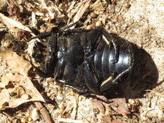 Protaetia opaca