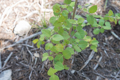 Forestiera reticulata