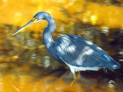 Egretta tricolor image