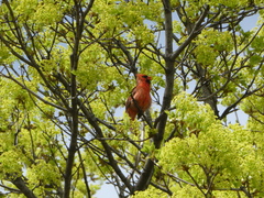 Cardinalis cardinalis