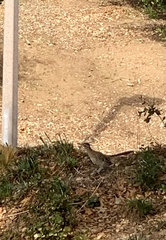 Geococcyx californianus