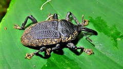 Homalinotus deplanatus
