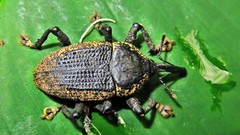 Homalinotus deplanatus