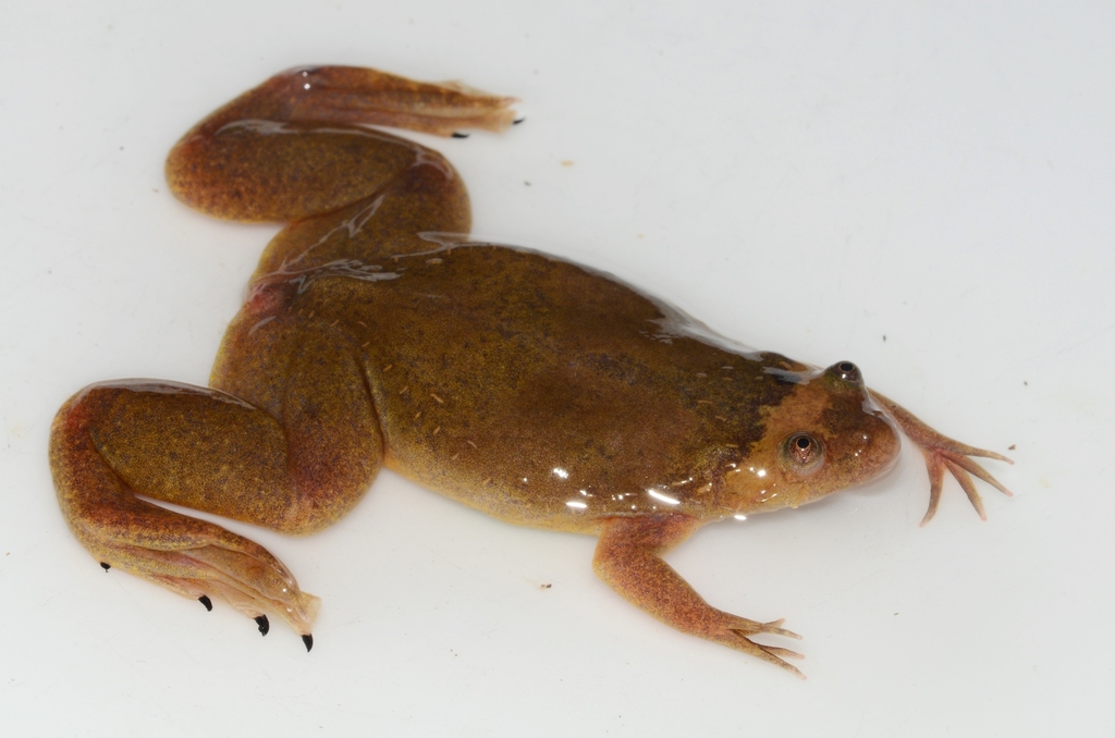 Upland Clawed Frog