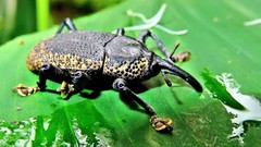 Homalinotus deplanatus