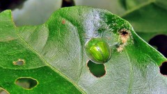 Plagiometriona herbea