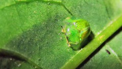 Plagiometriona herbea