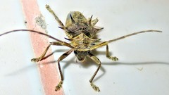 Megabasis speculifera