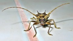 Megabasis speculifera