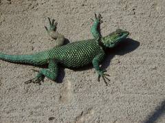 Sceloporus gadsdeni