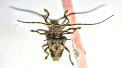 Megabasis speculifera