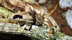 Megabasis speculifera