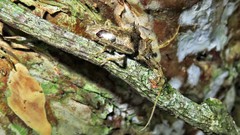 Megabasis speculifera