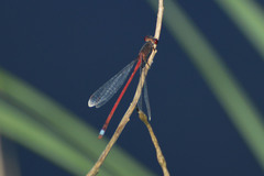 Oxyagrion rubidum