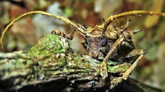 Megabasis speculifera