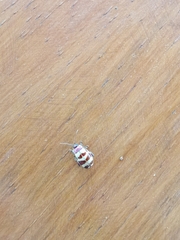 Alagoasa decemguttata