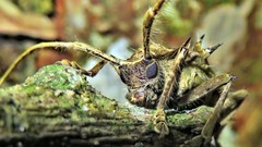 Megabasis speculifera