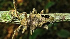 Megabasis speculifera